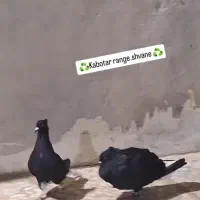 کبوتر سیاه دم سفید