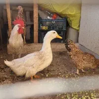 مرغ تخم گذار .خروس.اردک
