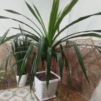 فروش گل خانگی