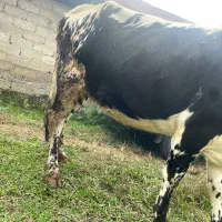 گاو ۷ماه نیم حامله|حیوانات مزرعه|فومن, |دیوار