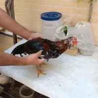 خروس زیبا خوش آواز