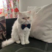 راشن پرشین نر جهت جفت گیری