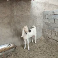 یک عدد بز آبستن درجه یک پازن درجه یک|حیوانات مزرعه|برازجان, |دیوار