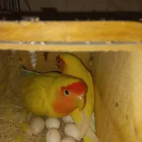 یک جفت کوتوله برزیلی مولد کار داده