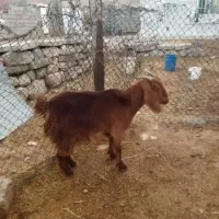 2عدد بُز داشتی و چاق|حیوانات مزرعه|دورود, |دیوار