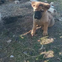 توله ماده سرابی