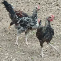 خروس