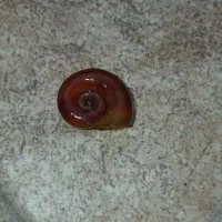 حلزون آکواریوم|ماهی|رشت, حمیدیان|دیوار