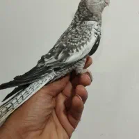 جوجه عروس هلندی دانخور|پرنده|دزفول, |دیوار