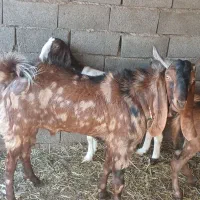 بز پاکستانی