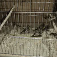 جوجه گل به سر