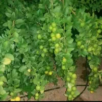 فروش|خدمات باغبانی و درختکاری|میناب, |دیوار