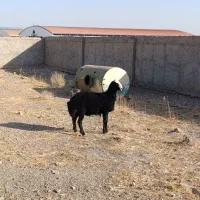 بره قوچ سیاه هیولای شال|حیوانات مزرعه|تاکستان, |دیوار