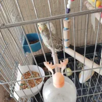 چهارتا عروس هلندی معاوضه لوتینوهم دارم