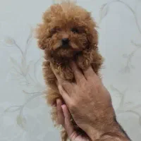 شرایط ویژه. برای واگذاری به سرپرست مناسب.|سگ|مشهد, کوه سنگی|دیوار