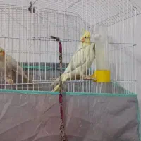 جفت عروس هلندی ویک مرغ عشق نر|پرنده|خرمشهر, |دیوار