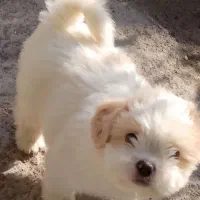 واگذاری سگ شیتزو|خدمات پیشه و مهارت|مشهد, امامیه (شهرک غرب)|دیوار