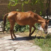 مادیان یورقه اصیل -سواری نرم ، سالم و آرام|اسب و تجهیزات اسبسواری|تربت جام, میان جام|دیوار