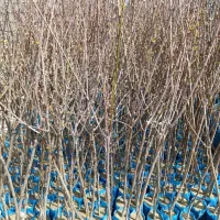 نهال های آلو شابلون اختری قطره گلدانی کاشت تابستان