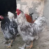 مرغ های نژاد دار پا پری تخم گذار