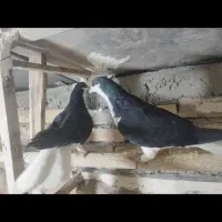 کبوتر|پرنده|تاکستان, |دیوار