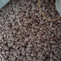 لوبیا ارتشی (دولتی)