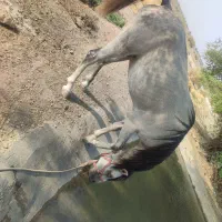 نریون کرد 4/5ساله