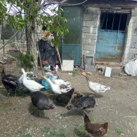 بوقلمون نروماده