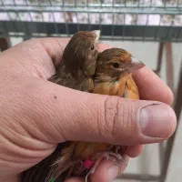 بنام خدا فروش چند عدد قناری سوخته اکات موزائیکی