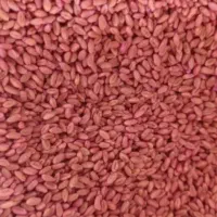 گندم بذر درجه یک