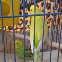 مرغ عشق نرماده ۳ عدد هستند