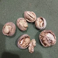 گردو امسالی مغز سفید وپر