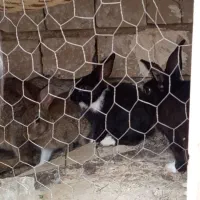 خرگوش فروشی