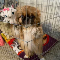 سگ پکنیز|سگ|ماکو, |دیوار