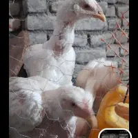 مرغ خروس لاری اصیل ۵ماه  معاوضه میکنی با کبوتر|حیوانات مزرعه|چناران, |دیوار