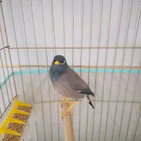 مرغ مینا سخنگو|پرنده|رفسنجان, |دیوار