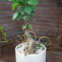 گل بنسای و کل شفلرا