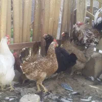 مرغ وخروس،گلین اصیل