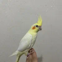 طوطی عروس هلندی زیبا