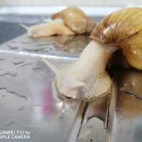 حلزون|خزنده|اسلام‌شهر, صادقیه|دیوار