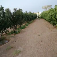 فروش باغ 180قصبه (3600 هزار مترباغ)|فروش خانه و ویلا|ابرکوه, |دیوار