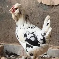 تخم مرغ نطفه دار گلین لری اصل