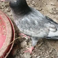 کبوتر|پرنده|قائم‌شهر, |دیوار