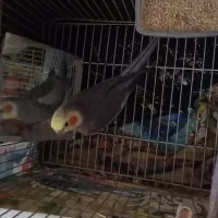 عروس هلند دست آموز و حرف میزند کاملا خونگی