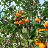 خرمالو تازه|خوردنی و آشامیدنی|رشت, سلیمانداراب|دیوار