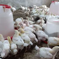 فروش جوجه گوشتی راس ۳۰۸