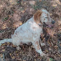 سگ شکاری سیتر انگلیس نر