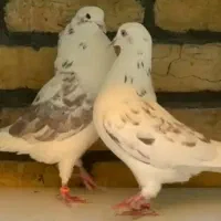 جفت های . ساعت بالا . گرو دولاب . عتیقه|پرنده|تهران, نیروی هوایی (پیروزی)|دیوار