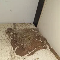 شرکت سم پاشی و موریانه زدایی (آسایش) با مجوز رسمی