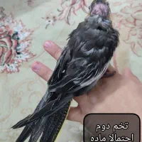 جوجه عروس هلندی دون خور|پرنده|مشهد, منزل آباد|دیوار